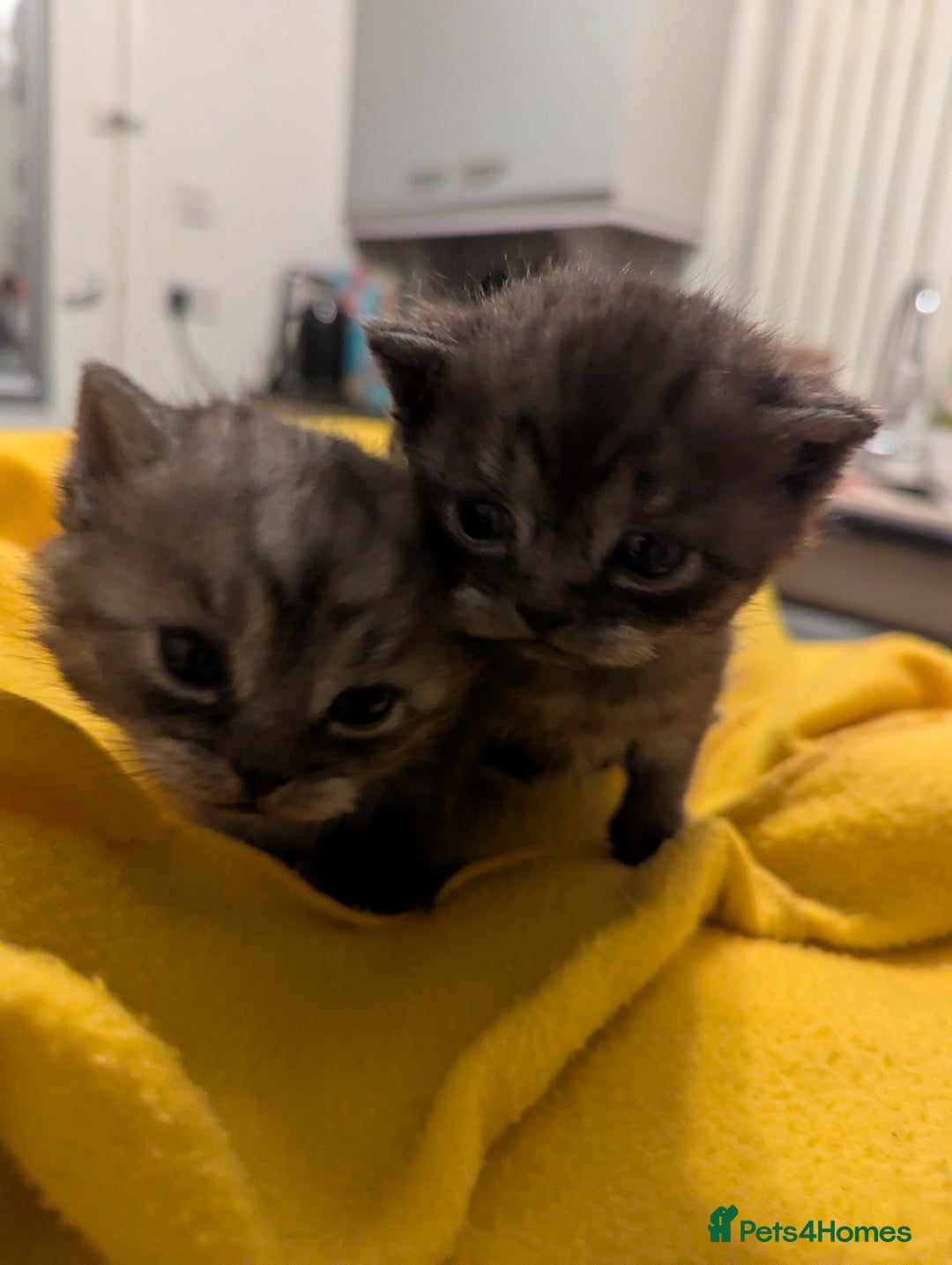 British Shorthair cats for sale:  🐾 BSH Blue,Chocolate& Tabby– Whiskers Kittens 🐾 - Image 4