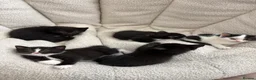 Mixed Breed cats for sale: 🐾 Beautiful and playful Tuxedo & mixed Kittens  - Advert 3