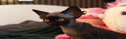 Devon Rex cats for sale: 🎉❤️Beautiful and healthy Devon Rex boy❤️🎉 - Advert 3