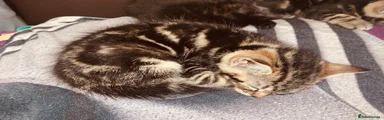 British Shorthair 5