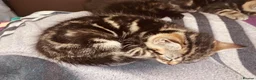British Shorthair cats for sale: Lovely adorable Kittens FOR SALE Mixed Newquay  - Advert 3