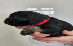 Miniature Schnauzer dogs for sale: Miniature schnauzer's due, KC, Mac, low COI - Image 20