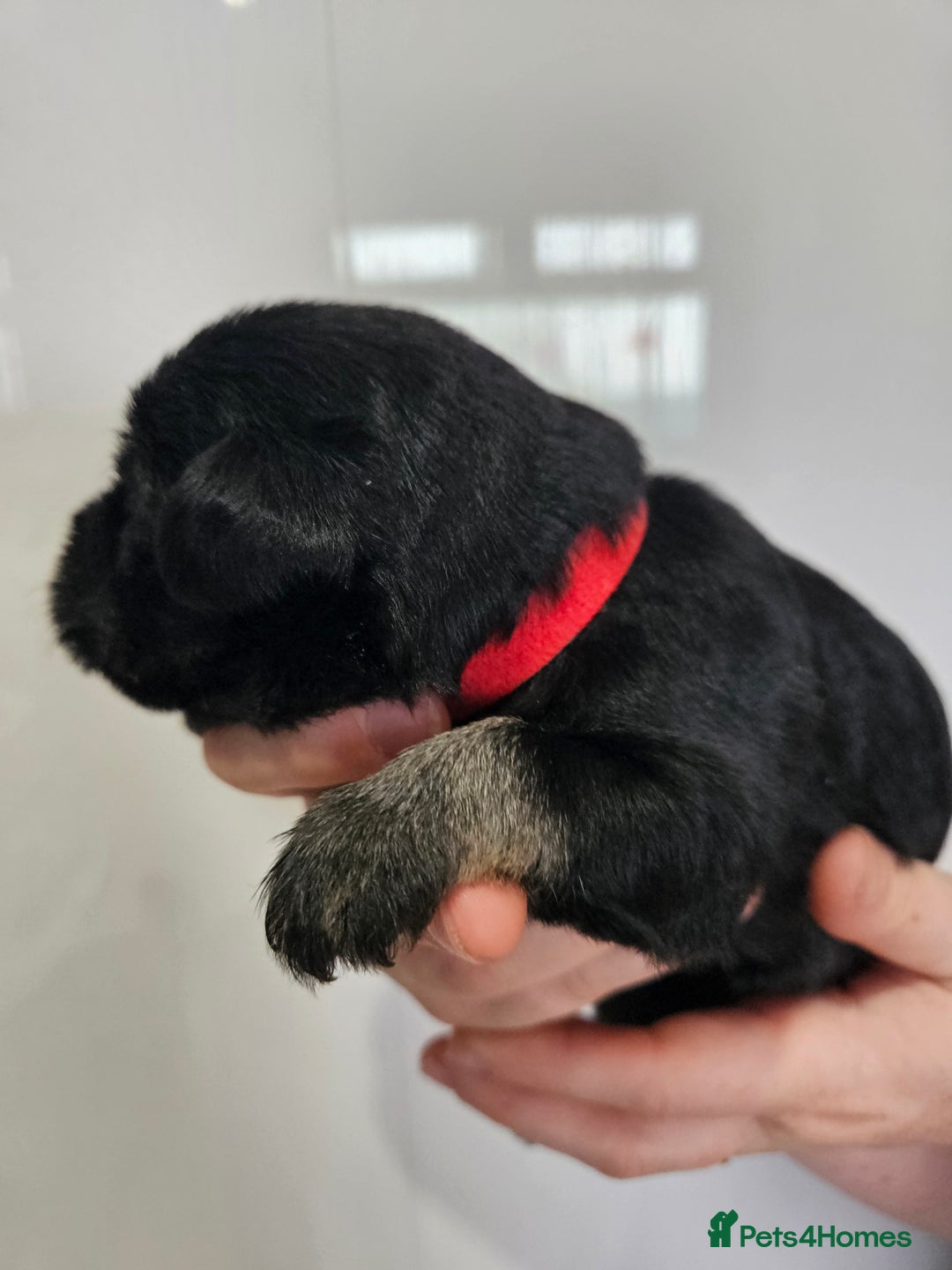 Miniature Schnauzer dogs for sale: Miniature schnauzer's due, KC, Mac, low COI - Image 20