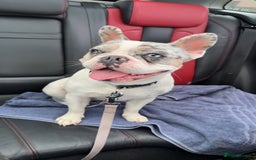 French Bulldog dogs for sale: Frenchie for sale - Image 3