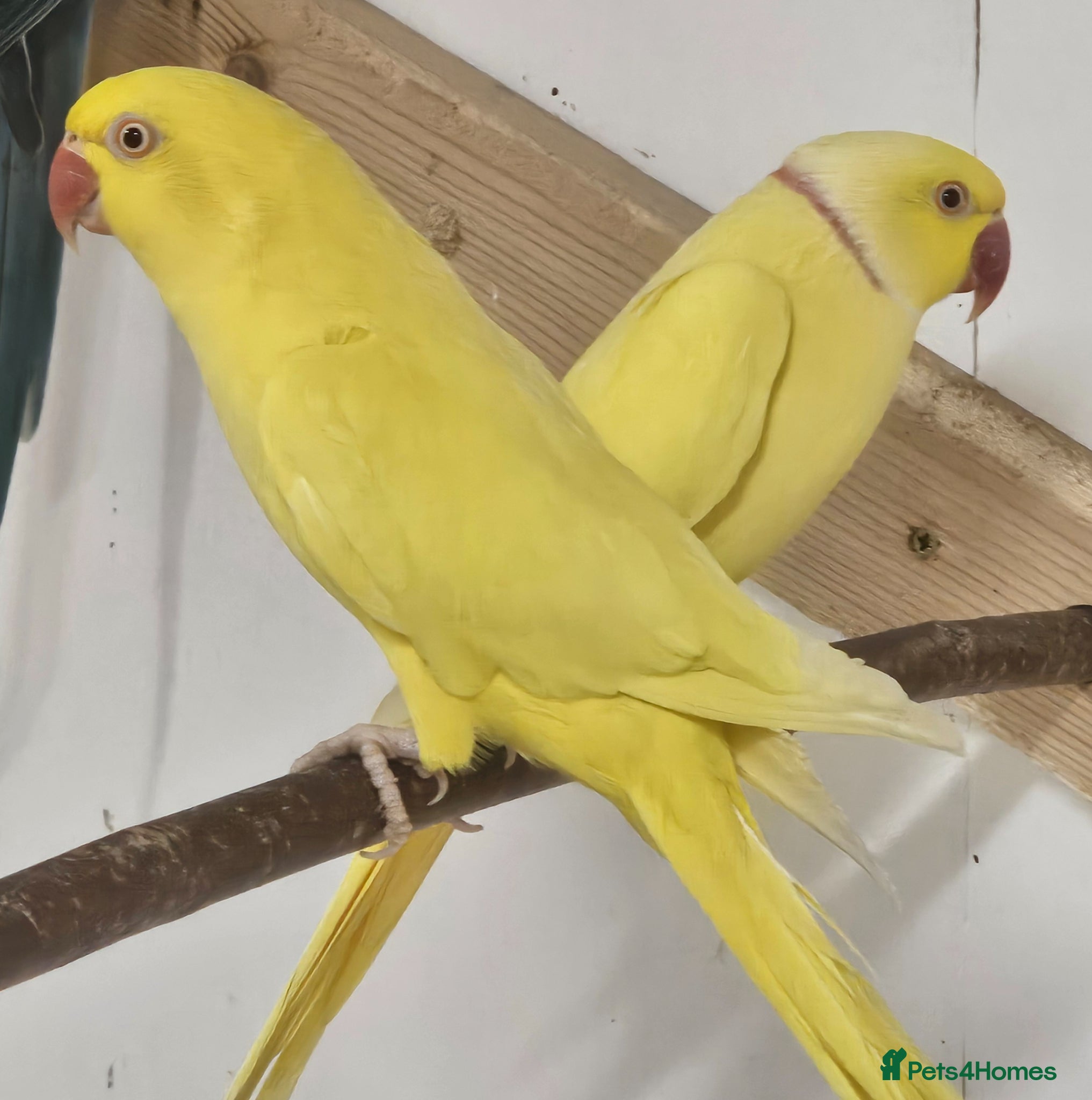 Cockatiels birds Experienced breeding pair on lutino ringnecks  - Advert 5