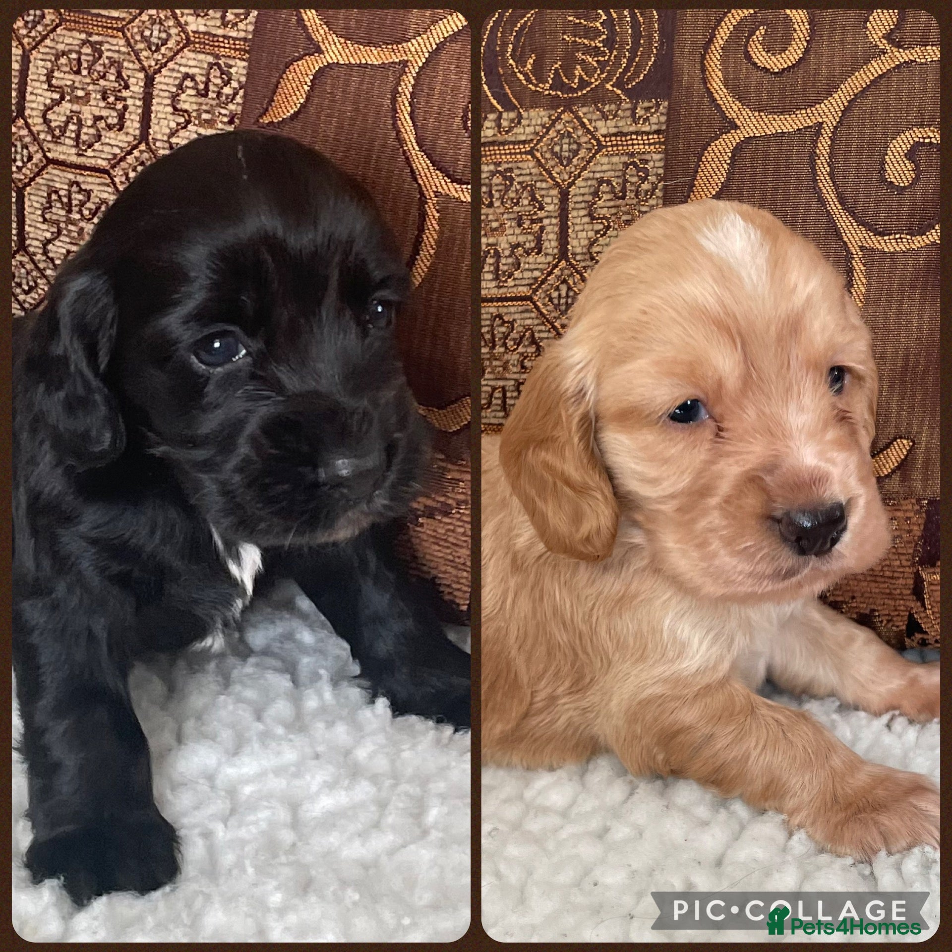 Cocker Spaniel dogs Only 2 Beautiful cocker spaniel puppies left 🐾 - Advert 1