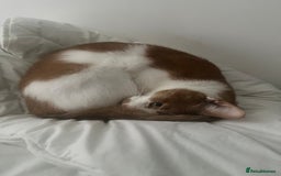 Turkish Van cats for sale: Mister needs a warm and loving home! - Image 3