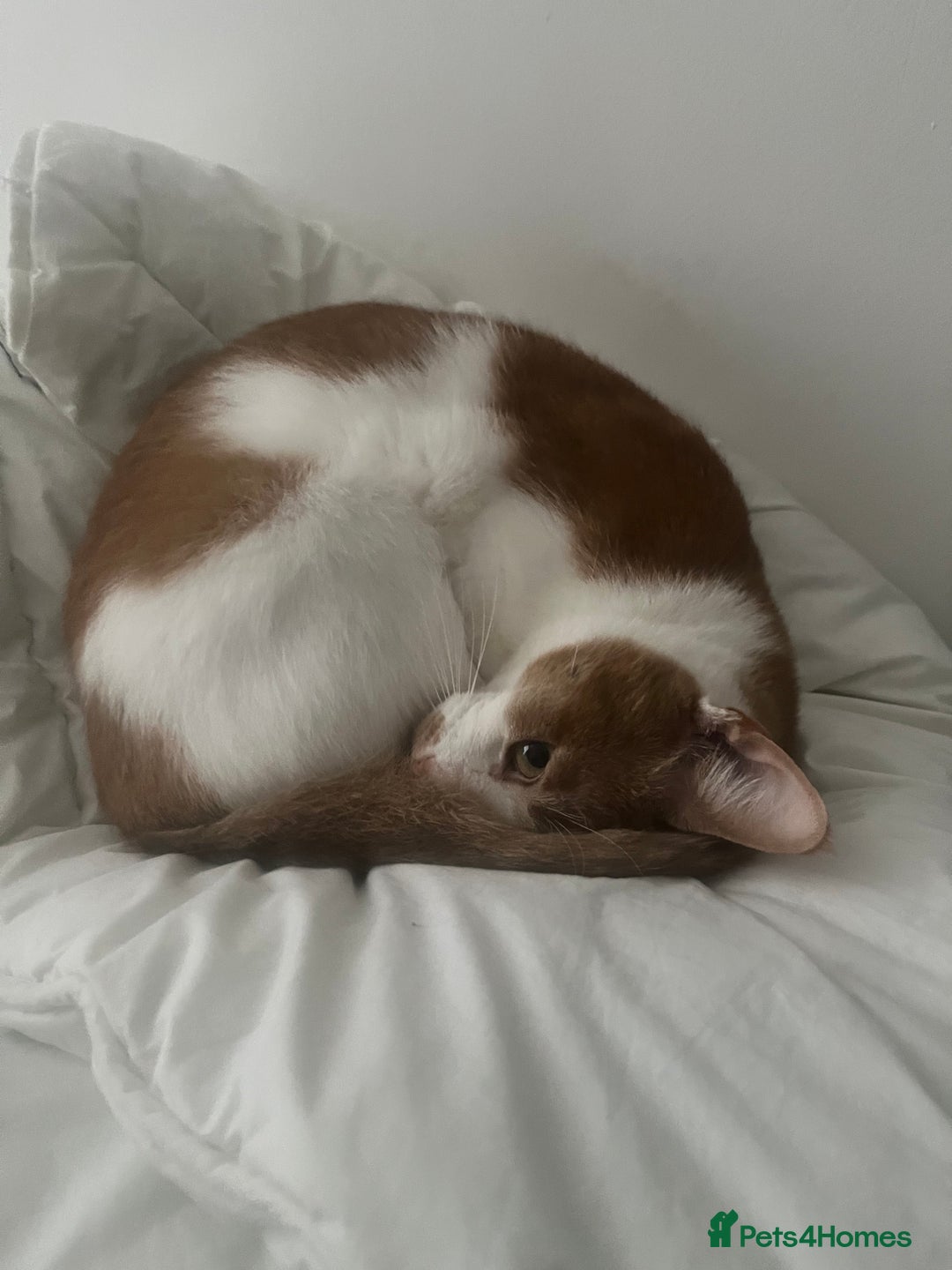 Turkish Van cats for sale: Mister needs a warm and loving home! - Image 3