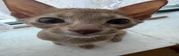 Abyssinian cats for sale: Abyssinian Kitten in Enfield - Advert 9
