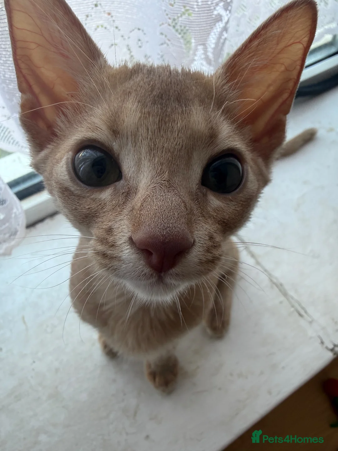 Abyssinian cats for sale: Abyssinian Kitten in Enfield - Advert 9