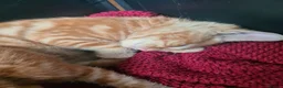Mixed Breed cats for sale: Ginger kittens for sale  in Dartford - Advert 2