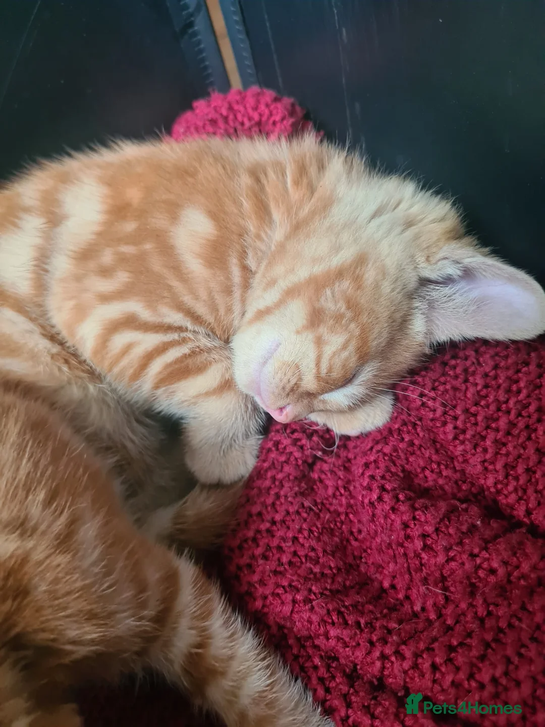 Mixed Breed cats for sale: Ginger kittens for sale  in Dartford - Advert 2