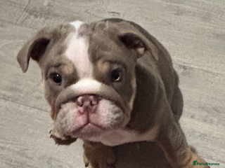 English Bulldog dogs LAST GIRL READY NOW FULLY VACCINATED - Advert 7