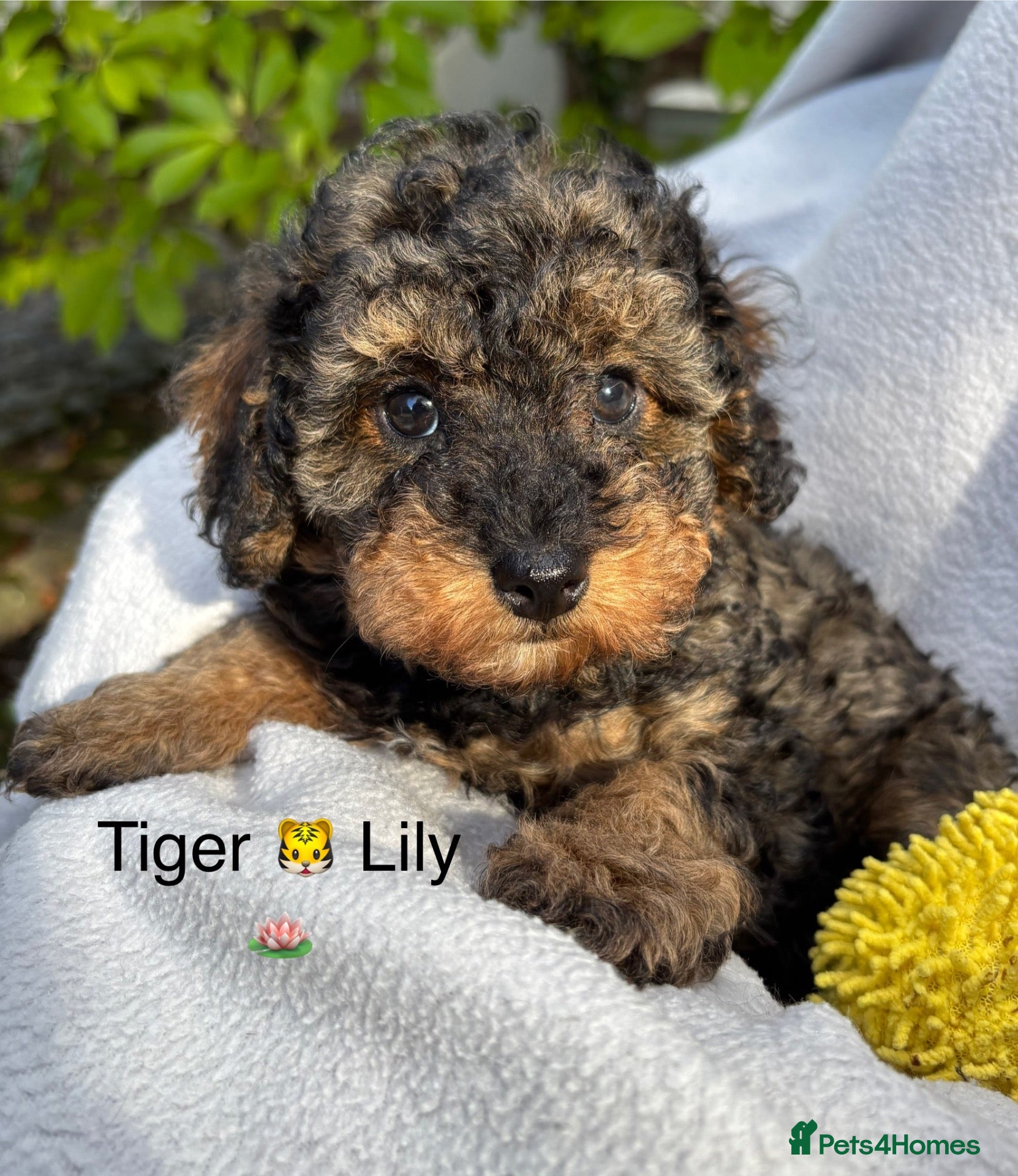 Toy Poodle dogs for sale: 3 Pedigree TOY POODLE GIRLS -ready now in Cheshire - Advert 1