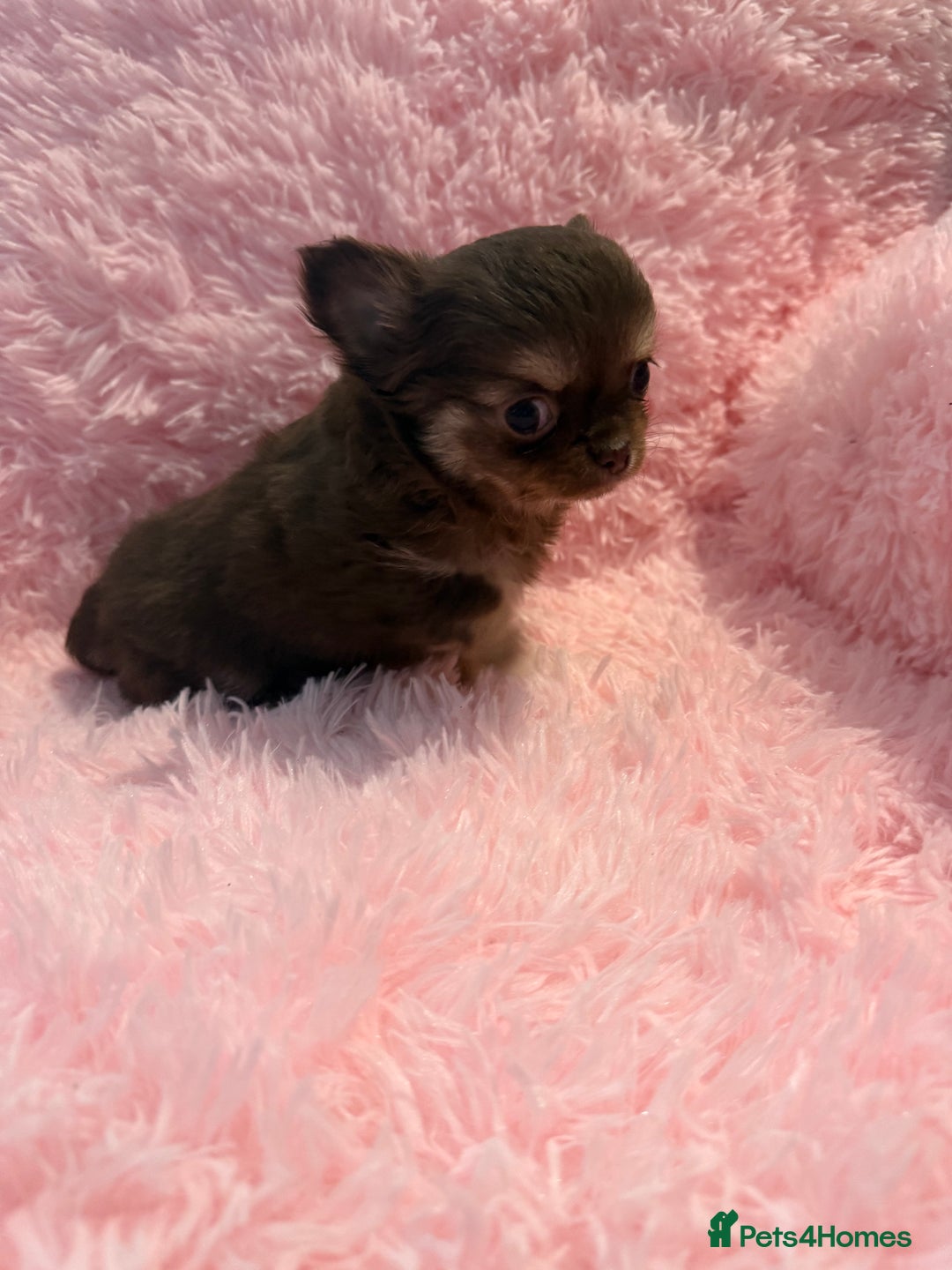 Chihuahua dogs for sale: Beautiful litter of four l/c CHIHUAHUAS READY NOW! - Advert 23