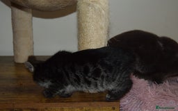 Bengal cats for sale: BEAUTIFUL HALF BENGAL KITTENS - Image 6