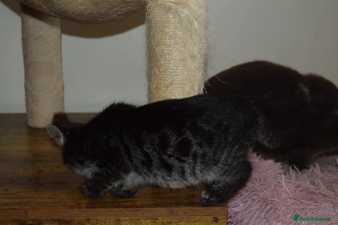 Bengal cats for sale: BEAUTIFUL HALF BENGAL KITTENS - Image 6