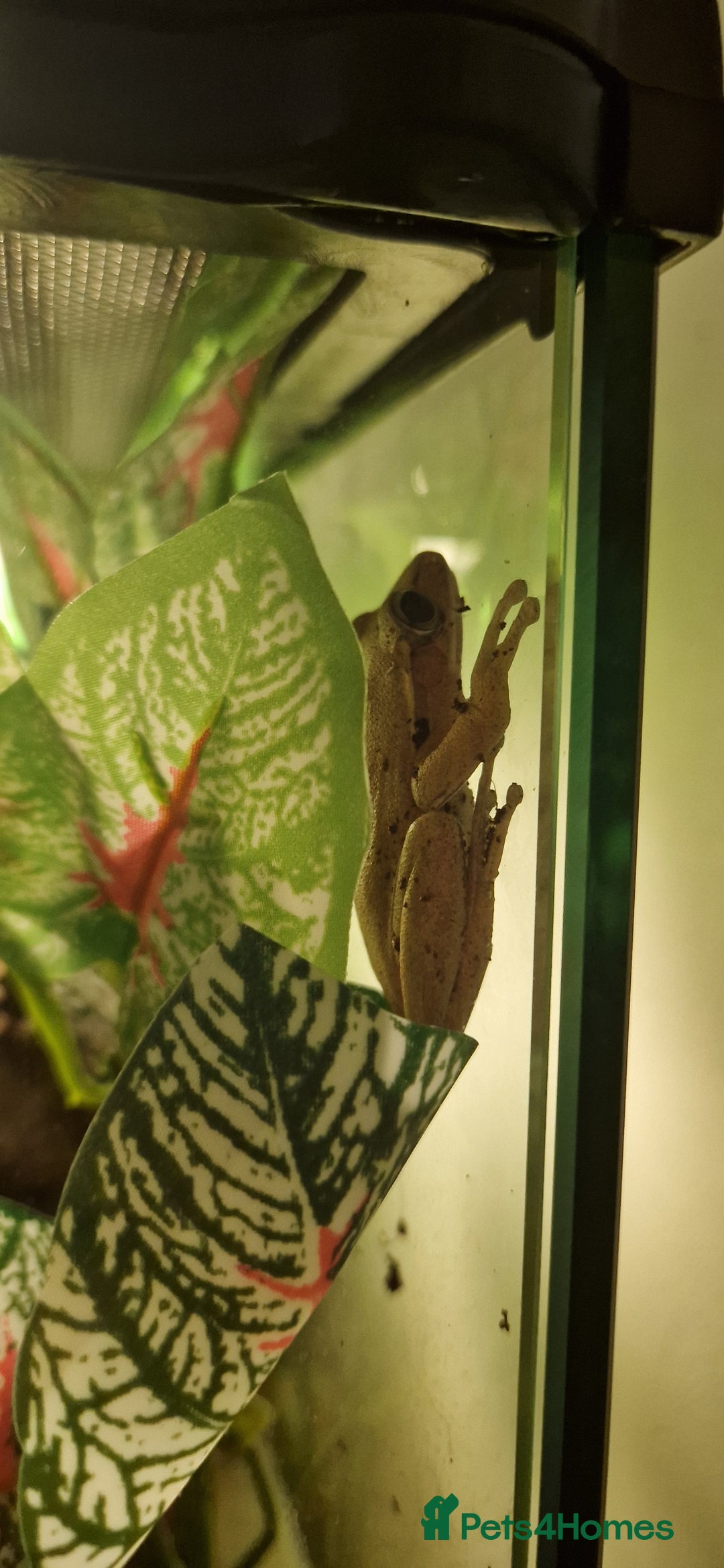 Frog reptiles for sale: 3 golden tree frogs  - Advert 6