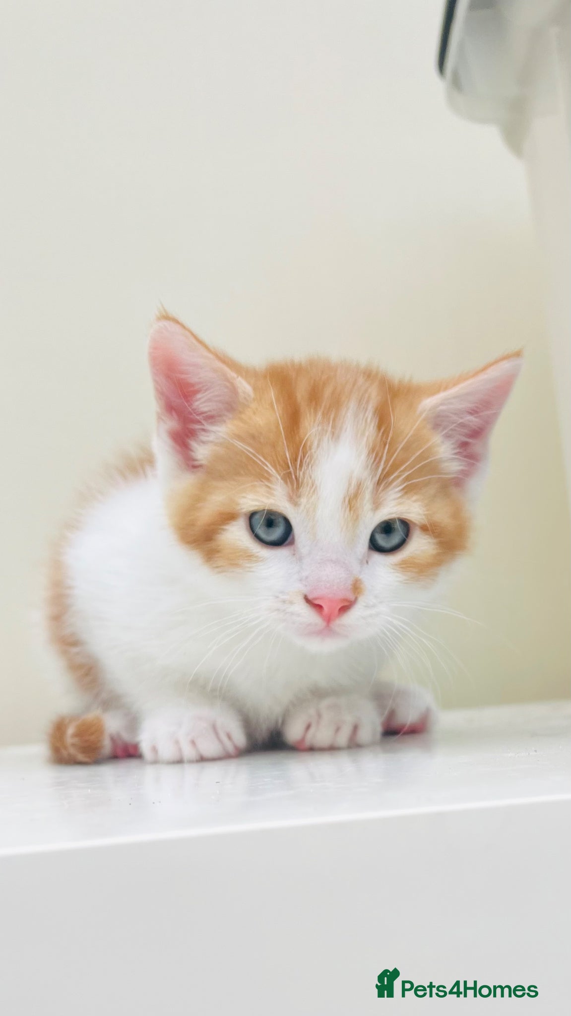 Mixed Breed cats Spoiled kittens  - Advert 1