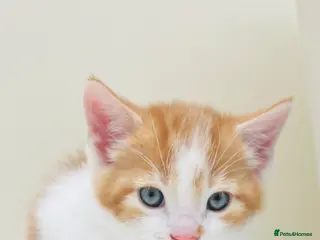 Mixed Breed cats Spoiled kittens - Advert 1