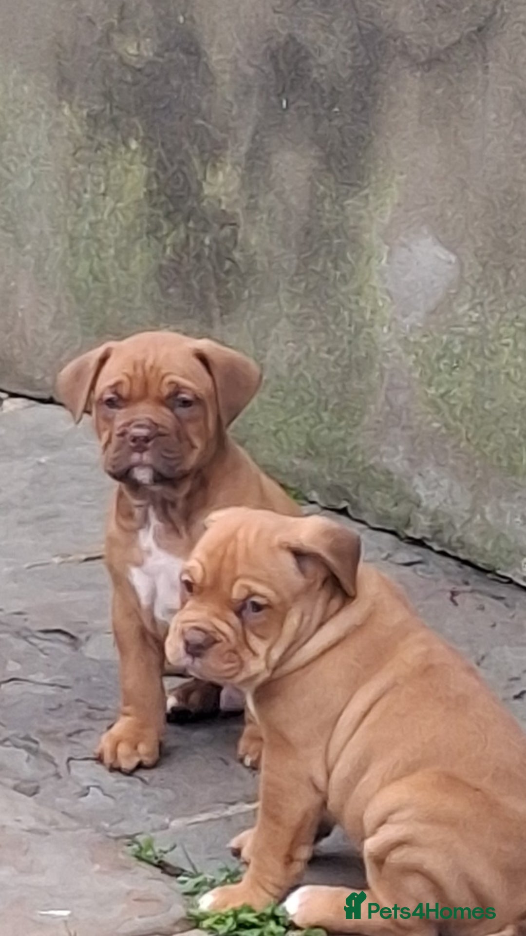 English Bulldog dogs for sale: Beautiful bulldog x rotty mastiff - Advert 11
