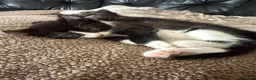 Mixed Breed cats for sale: Rare sphynx cross kittens  - Advert 12