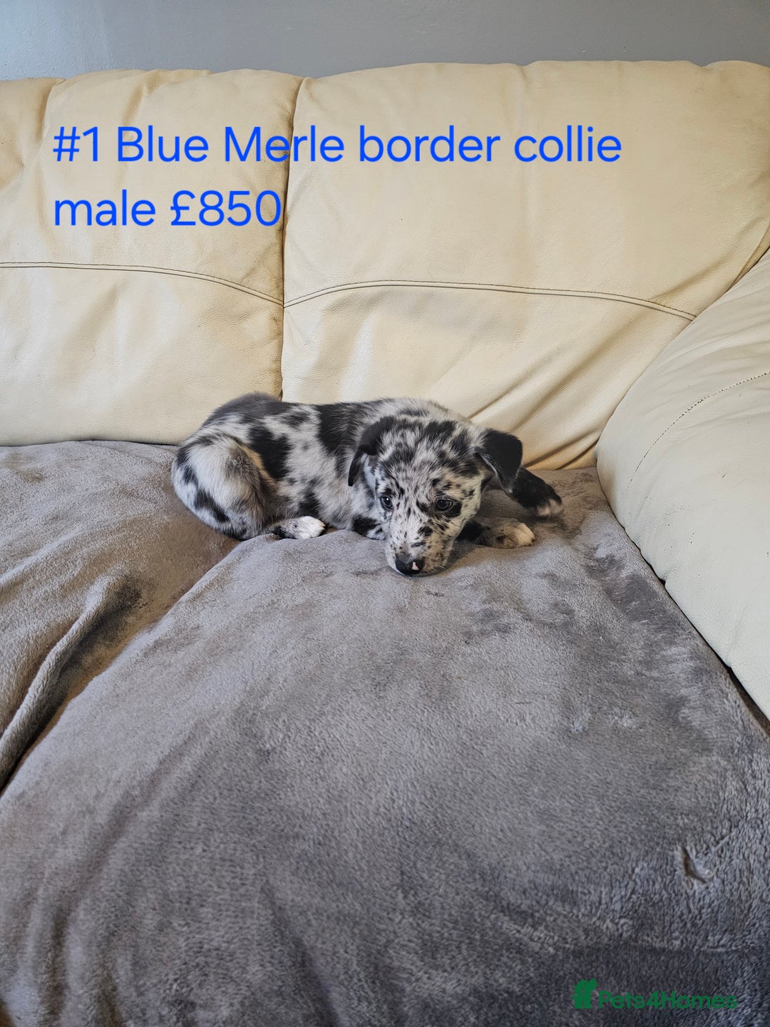 Border Collie dogs for sale: Blue merle&black&white puppies for sale  - Advert 20