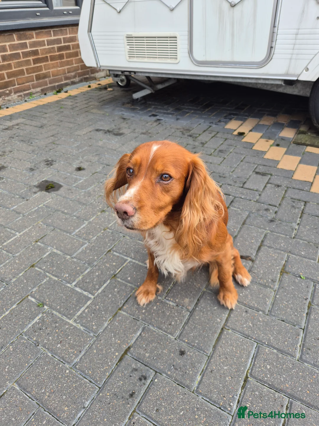 Cocker Spaniel dogs for sale: 2 working cockers 1 girl 1 boy - Advert 3