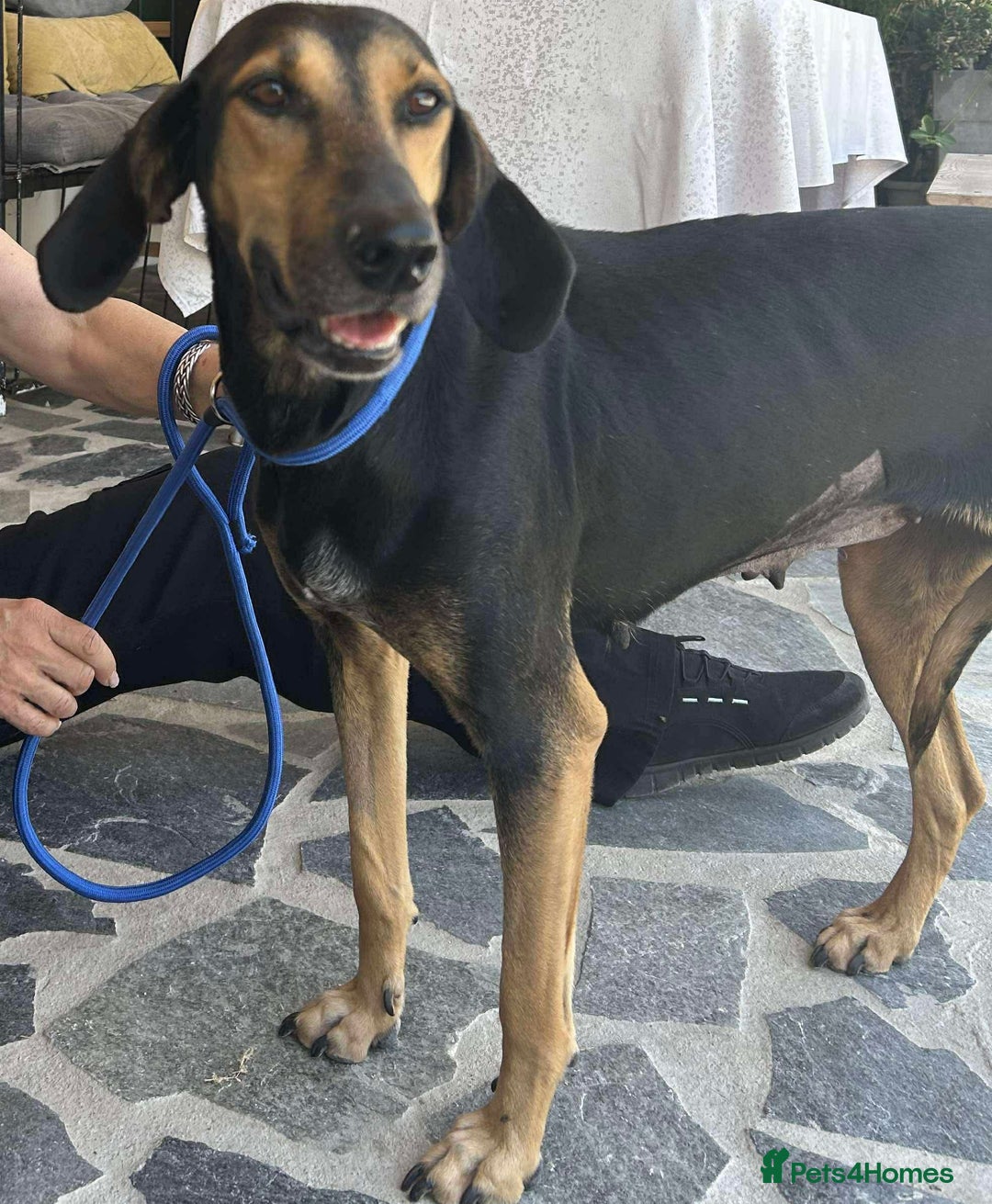 Mixed Breed dogs for adoption: Cinnamon needs a loving home  - Image 12