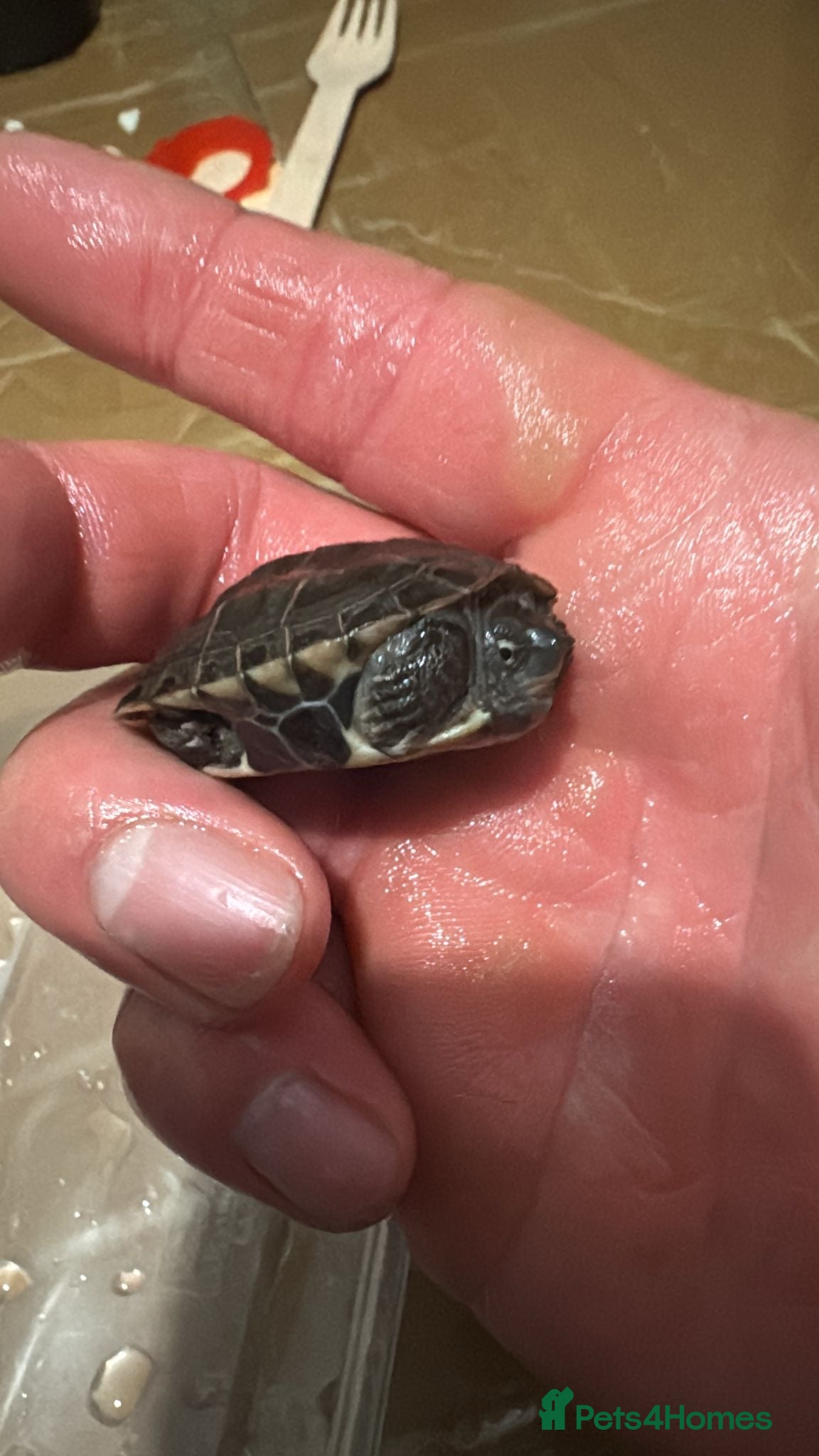 Turtle reptiles for sale: Turtles  - Advert 4