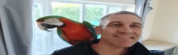 Macaws birds for sale: Harlequin macaw. Free flight trained - Advert 3