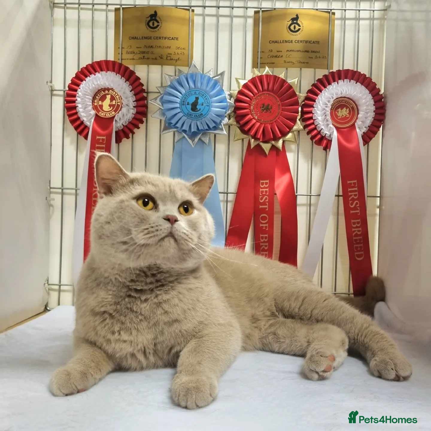 British Shorthair cats Champion Fawn British Shorthair Stud - Advert 1
