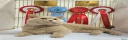 British Shorthair cats for stud: Champion Fawn British Shorthair Stud - Advert 1
