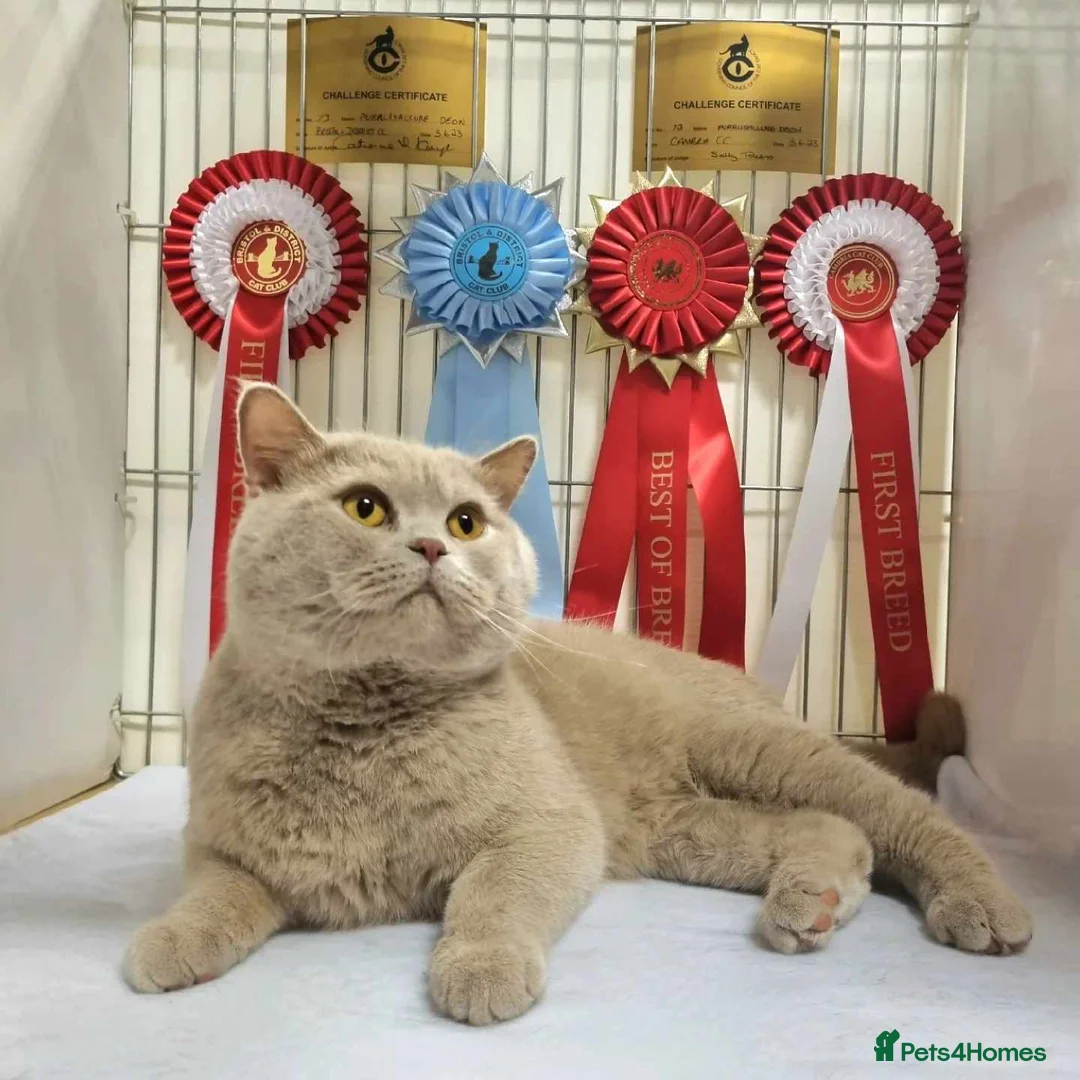 British Shorthair cats for stud: Champion Fawn British Shorthair Stud - Advert 1