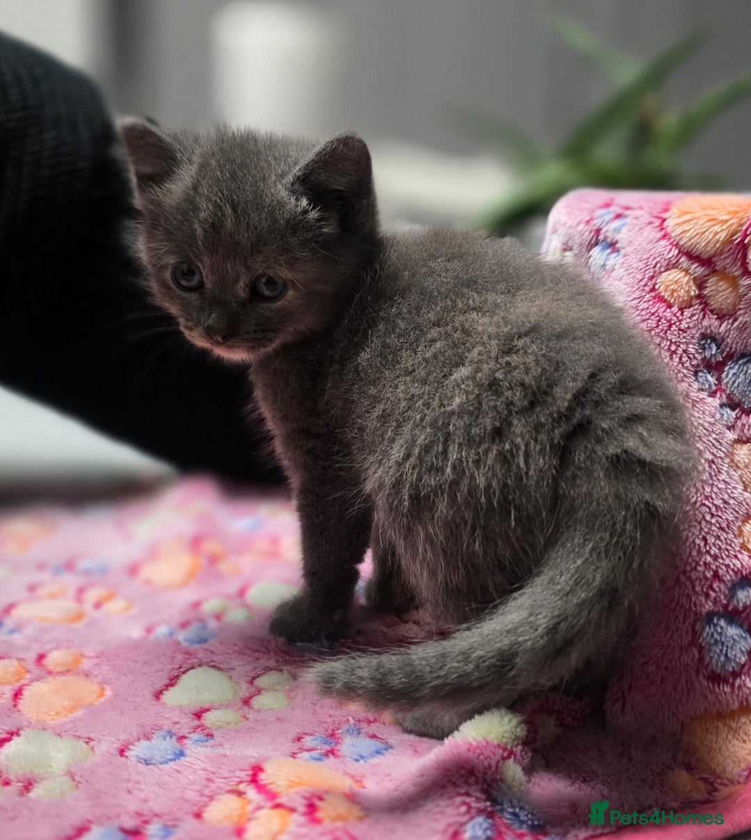 Mixed Breed cats for sale: 5 mixed kittens for sale! - Image 12