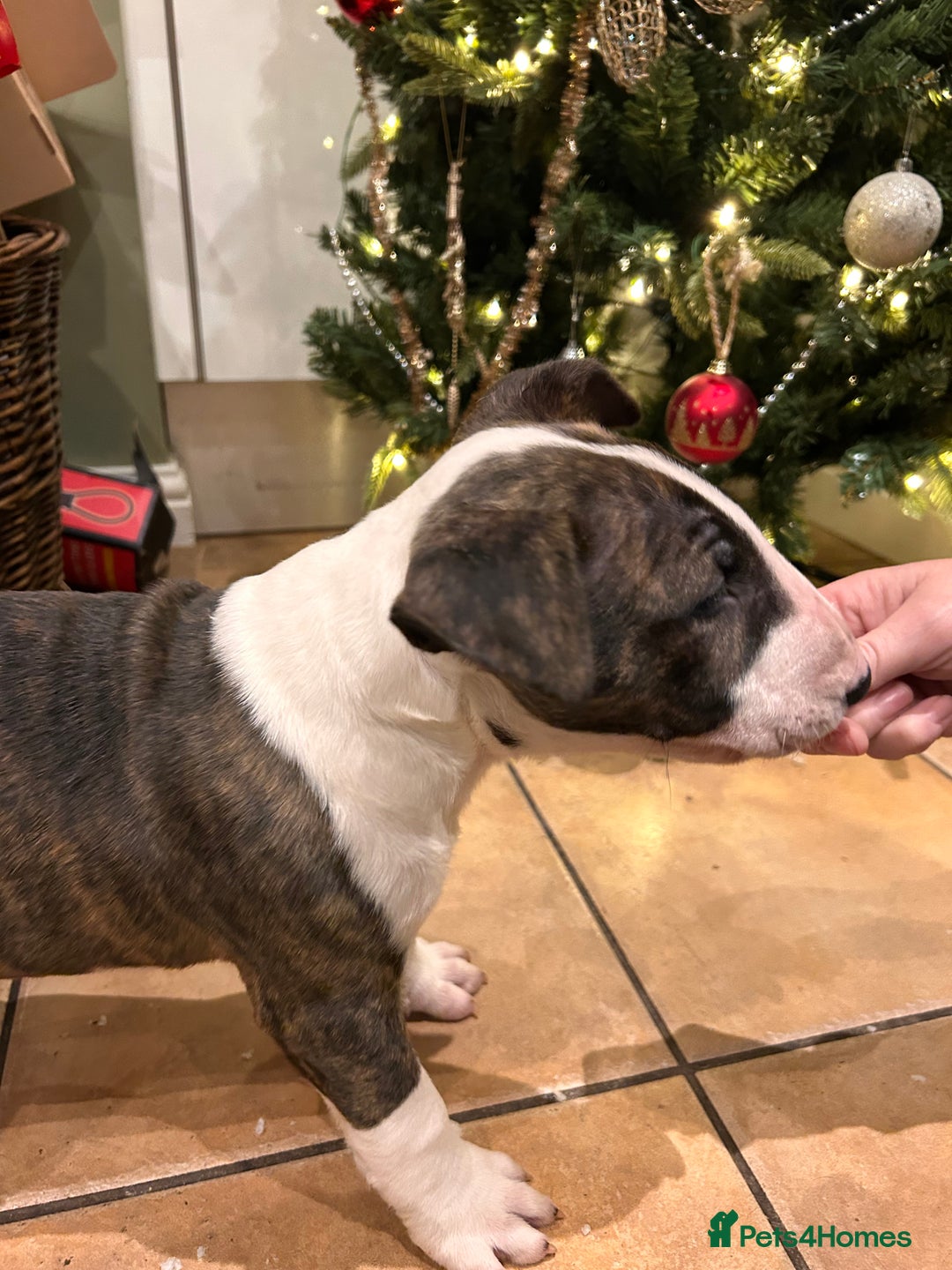 English Bull Terrier dogs for sale: Chunky english bull terriers for sale - Advert 7