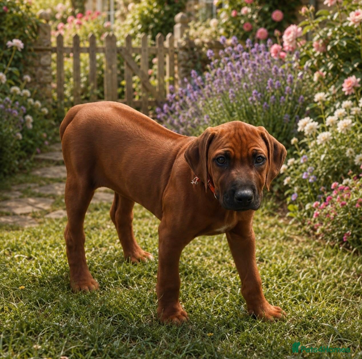 Rhodesian Ridgeback dogs 5 Star Council Registered Breeder         - Advert 2