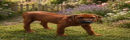 Rhodesian Ridgeback dogs for sale: 5 Star Council Registered Breeder         - Advert 4