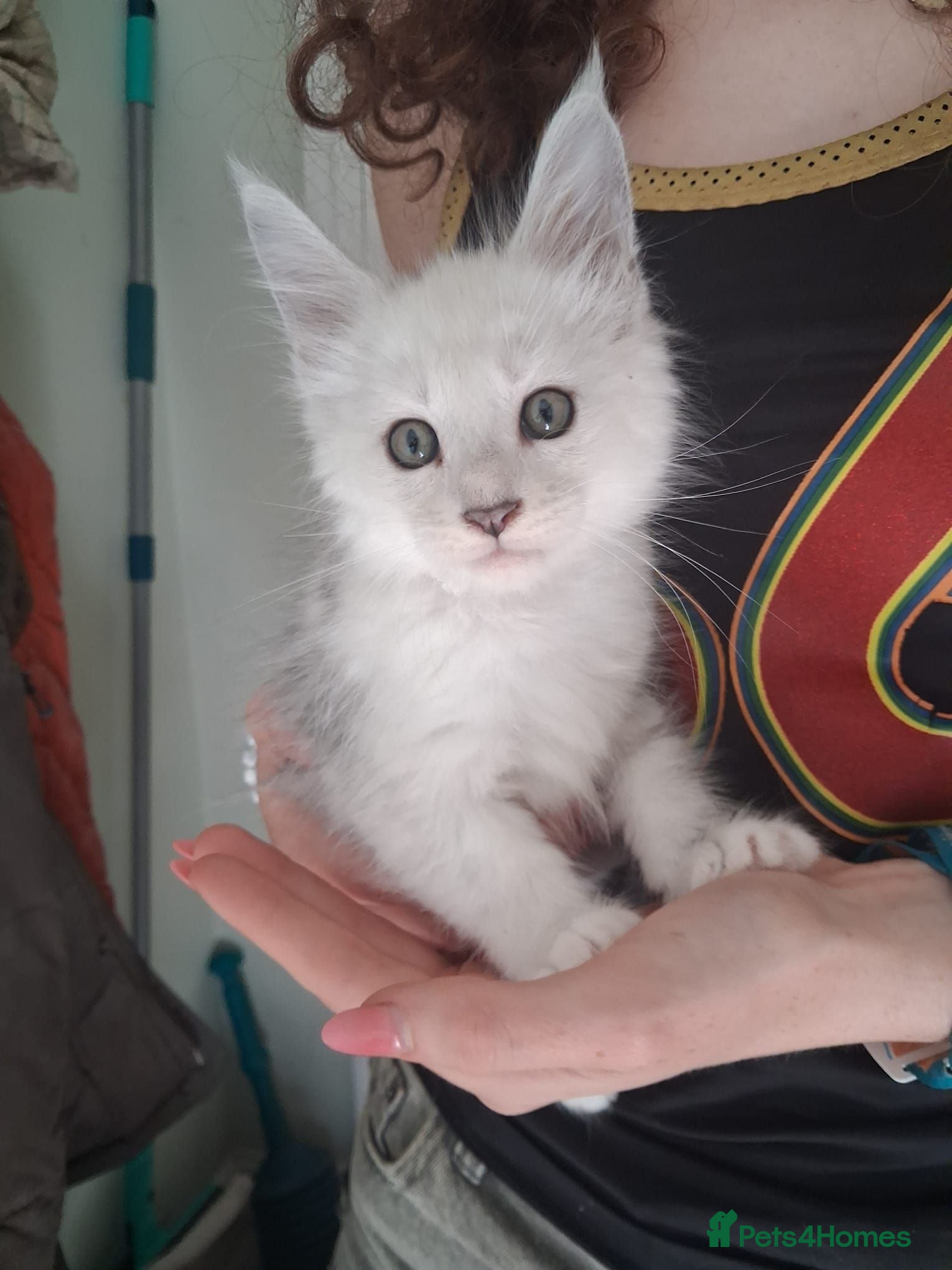 Maine Coon cats XL health tested, tica reg kittens 😍 - Advert 2