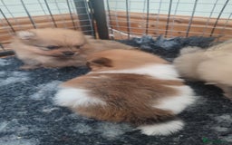 Pomeranian dogs for sale: Top Quality -KC registered  - Image 6