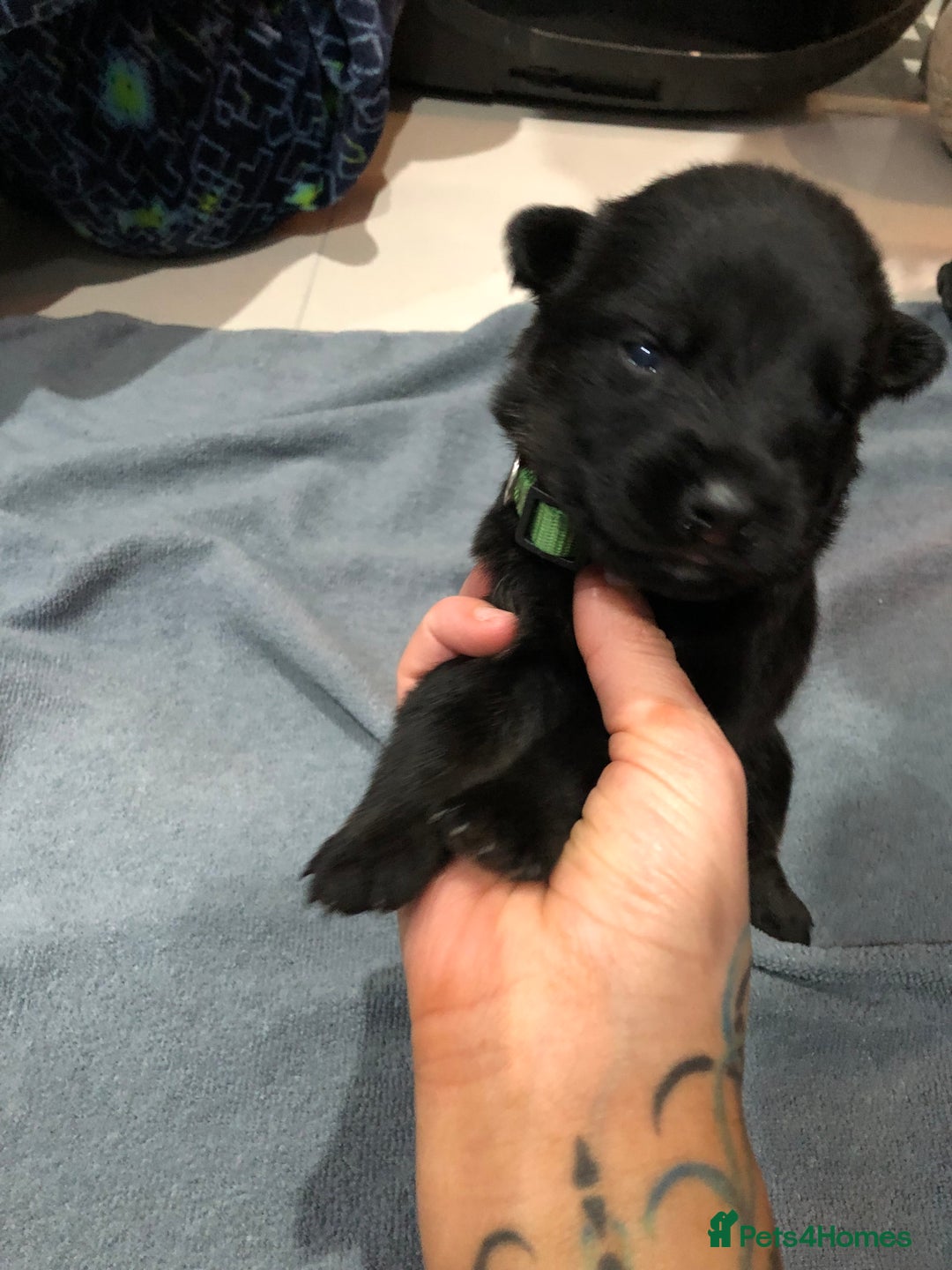 Mixed Breed dogs for sale: Rottweiler x German shepherd pupps - Advert 6