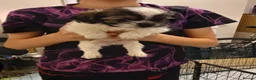 Mixed Breed dogs for sale: Shih tzu Cross chihuahua  - Advert 8