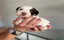 Cocker Spaniel dogs for sale: Working Cocker spaniel puppies  - Image 34