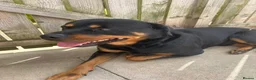 Rottweiler dogs for sale: 4-years-old Rottweiler Vince - Advert 4