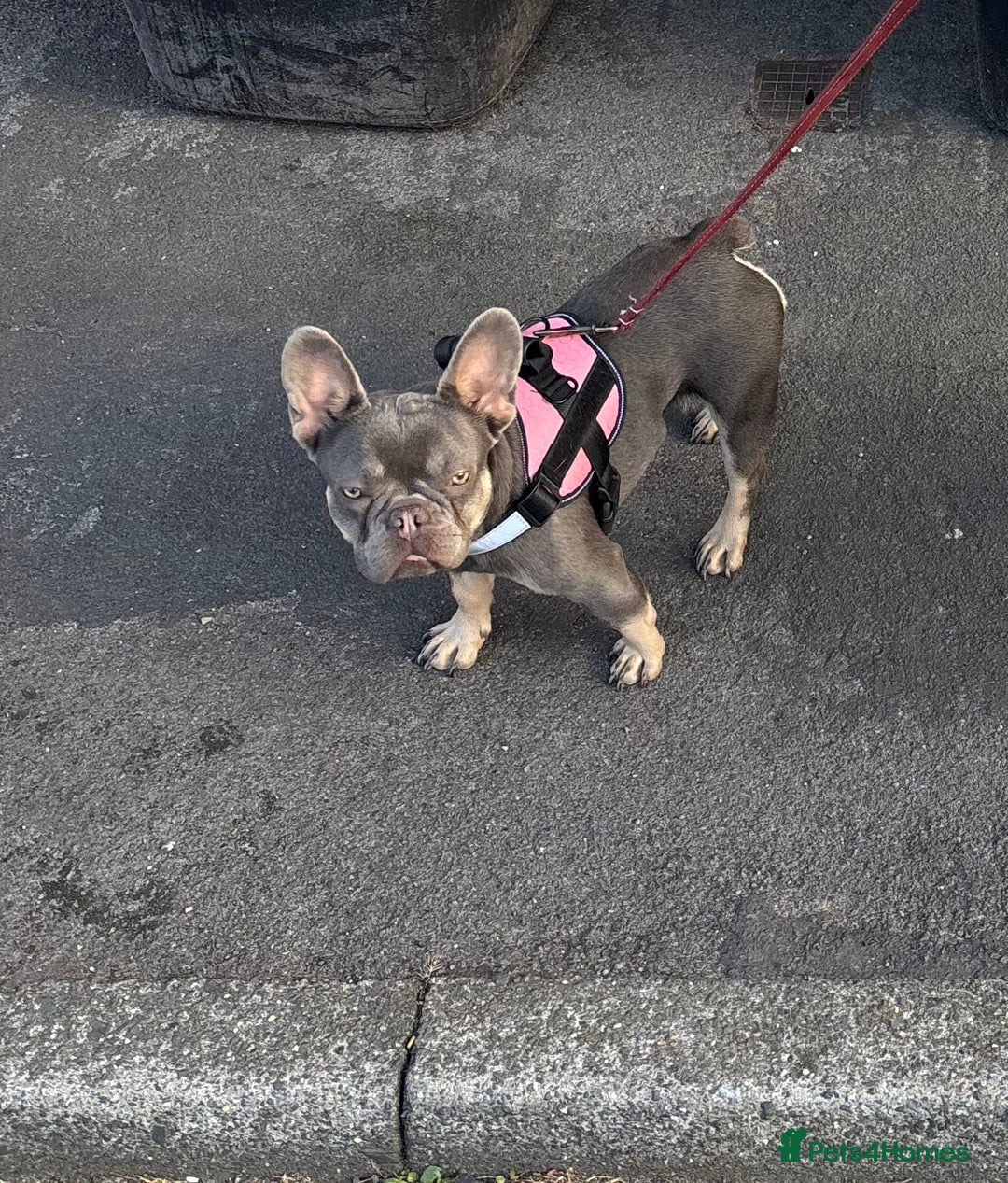 French Bulldog dogs for sale: French bulldog  - Advert 7