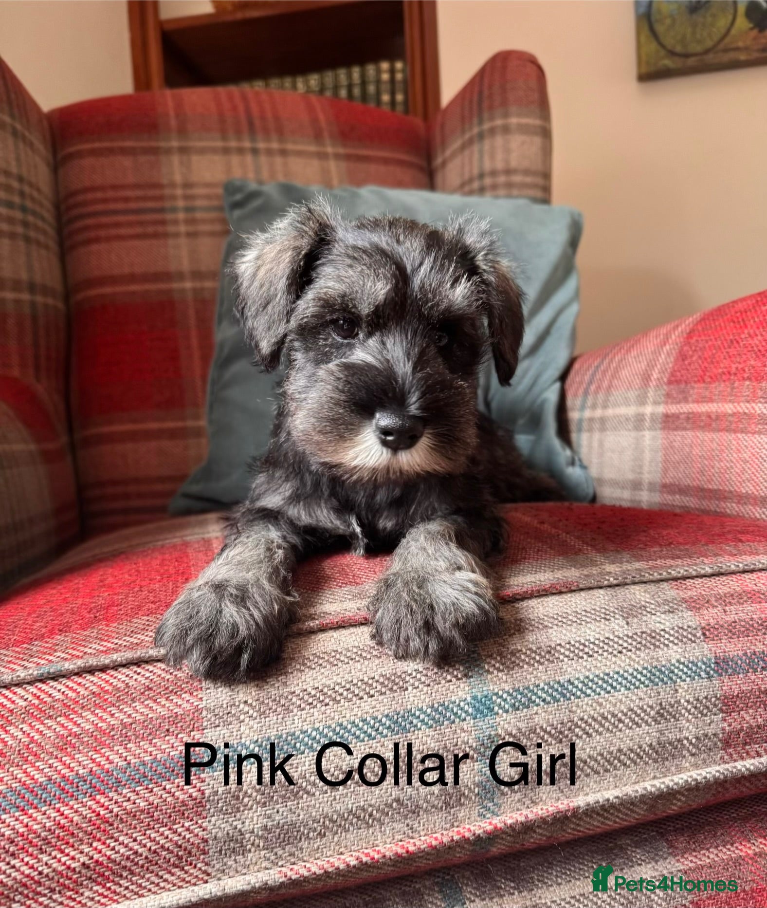 Miniature Schnauzer dogs KC registered, health tested, puppies ready now! - Advert 1