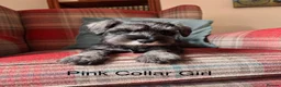 Miniature Schnauzer dogs for sale: KC registered, health tested, puppies ready now! - Advert 1
