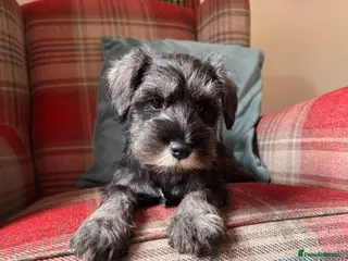 Miniature Schnauzer dogs for sale: KC registered, health tested, puppies ready now! - Advert 1