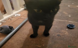British Shorthair cats for sale: Black kittens  - Image 5