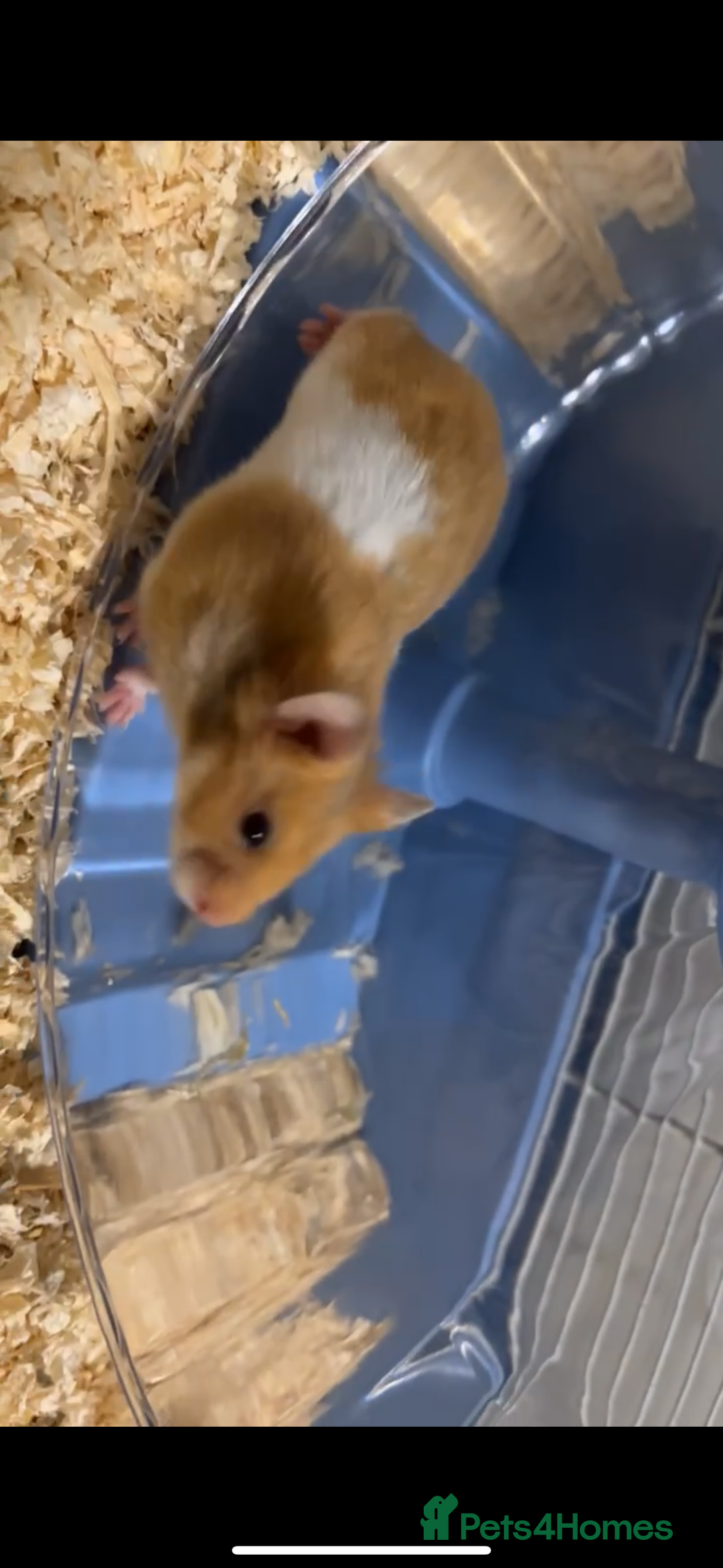 Hamster rodents for sale: syrian hamster  - Advert 1